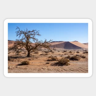 Acacia tree in the desert. Sticker